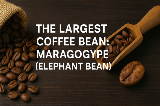 The Largest Coffee Bean: Maragogype (Elephant Bean)
