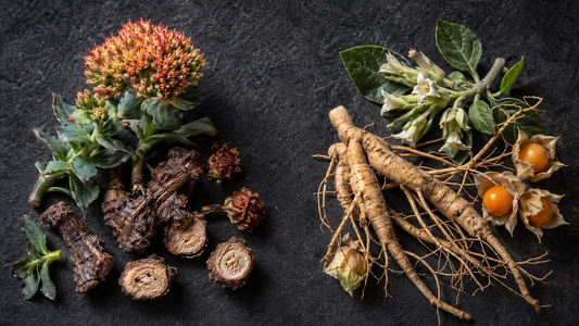 Rhodiola rosea and ashwagandha (Withania somnifera) shown side by side as fresh and dried botanicals — editorial overhead flat-lay comparing the two adaptogens covered in this pillar